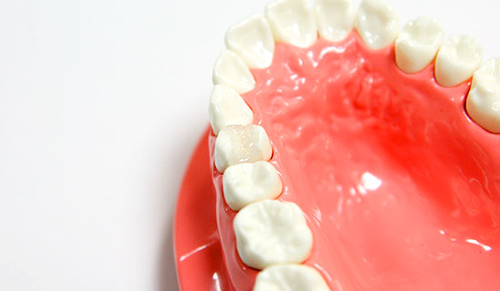 奥歯の模型